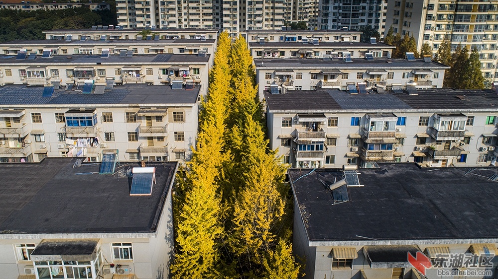 4.华中科技大学校园内的银杏树曾院平摄影.jpg