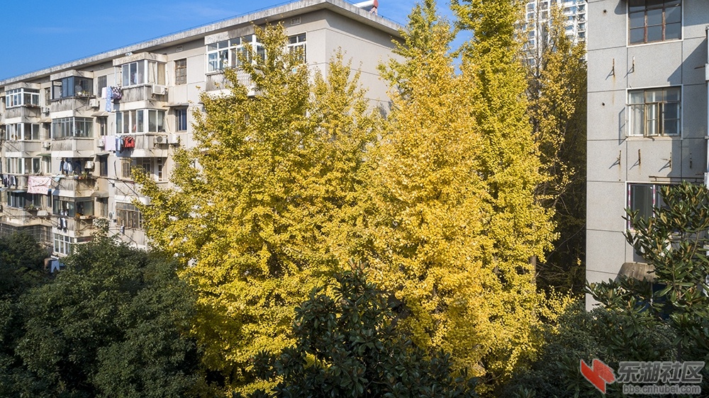 3.华中科技大学校园内的银杏树曾院平摄影.jpg