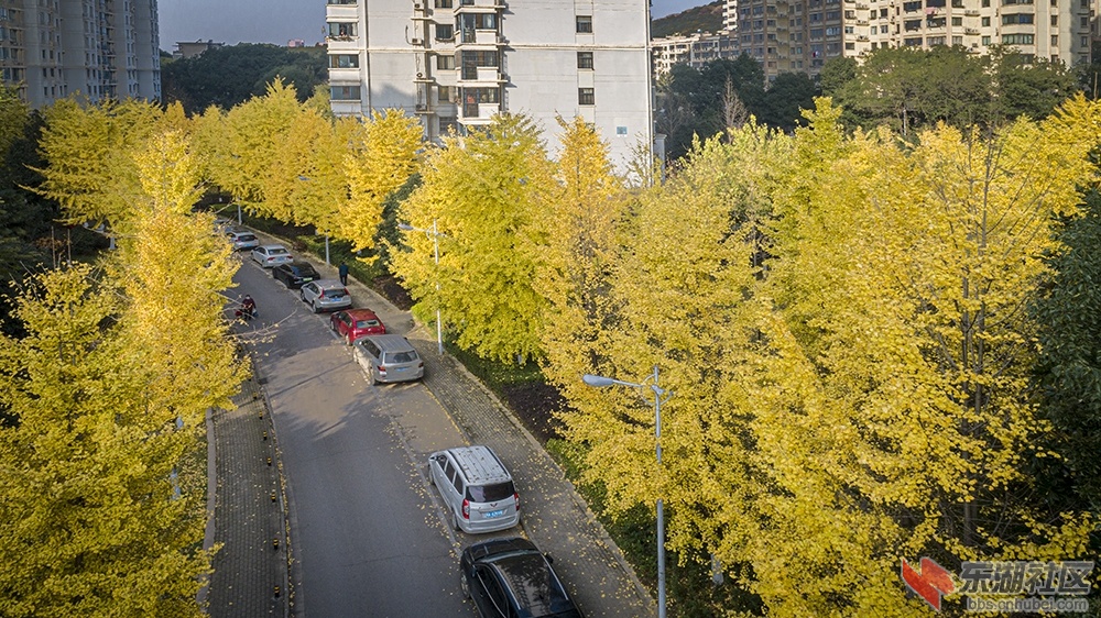 2.华中科技大学校园内的银杏树曾院平摄影 .jpg