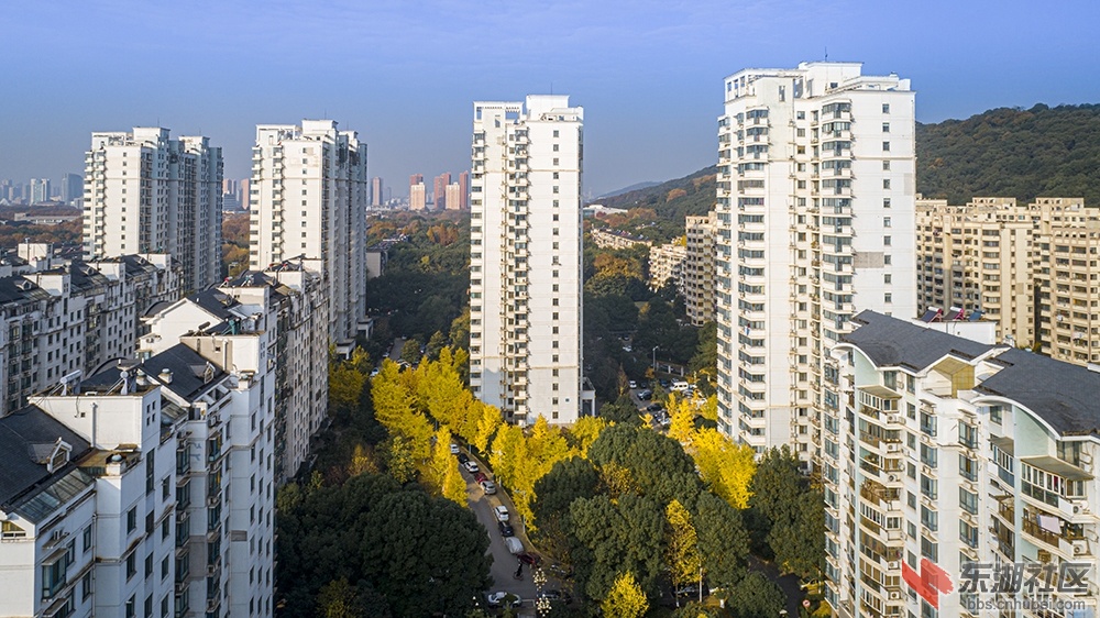 1.华中科技大学校园内的银杏树曾院平摄影.jpg
