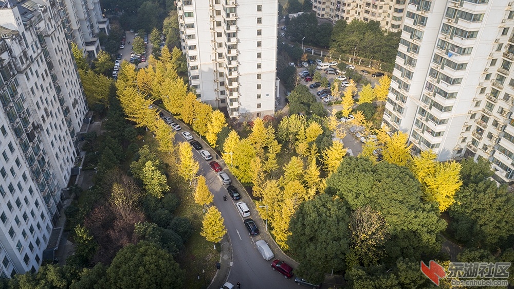 6..华中科技大学校园内的银杏树曾院平摄影.jpg