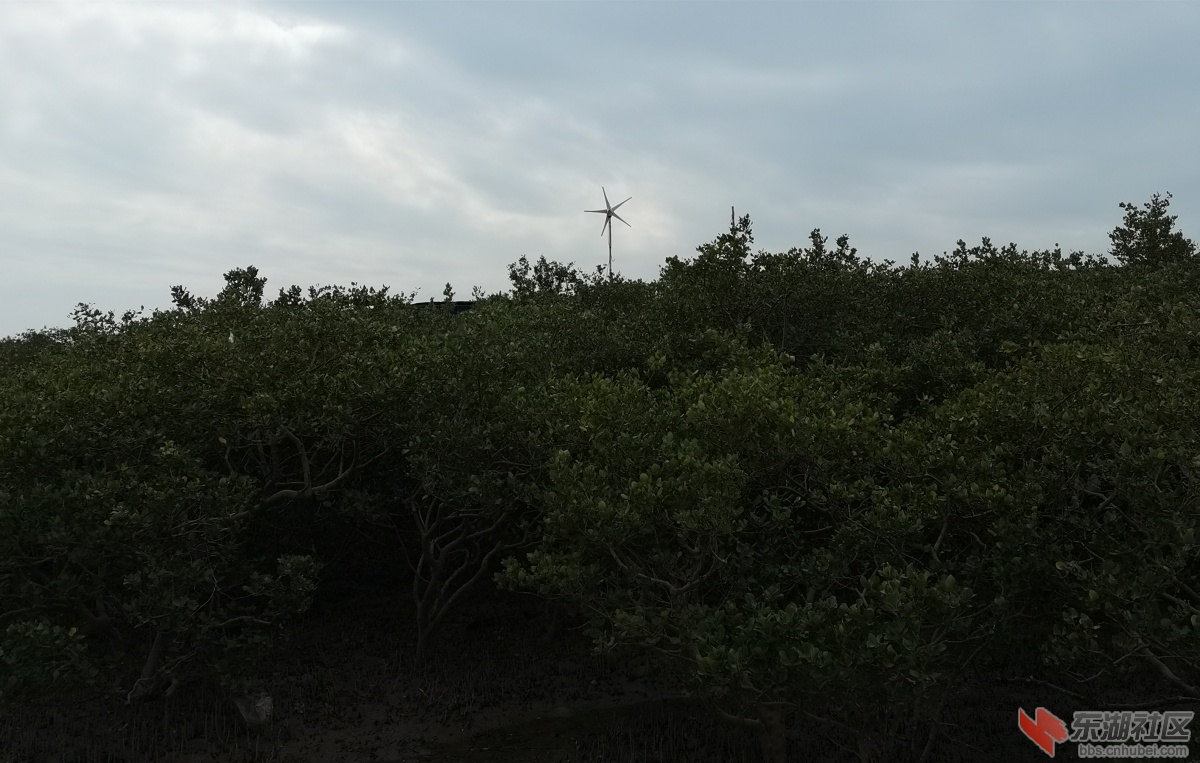 20201202红树林3.jpg