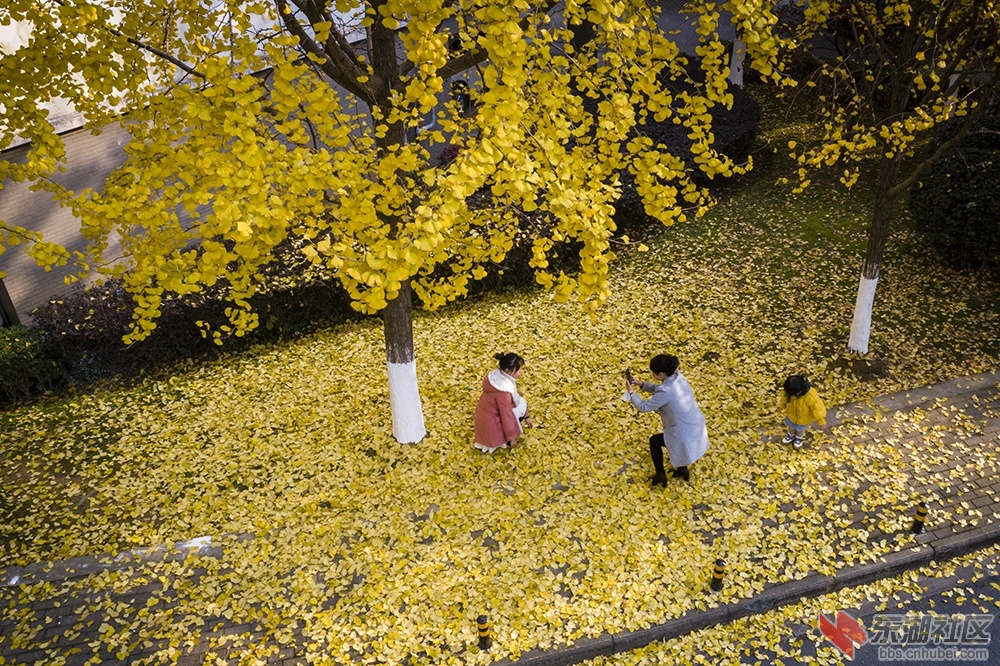2..小区自有黄金道 曾院平摄影.jpg