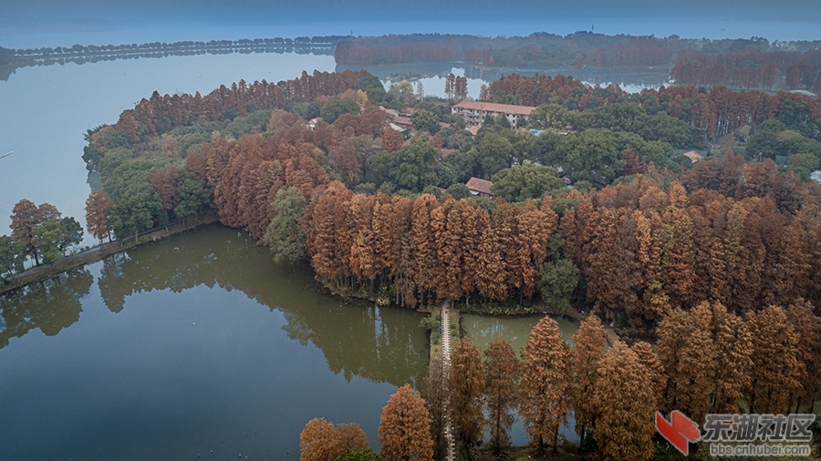 7.武汉东湖水杉树换了妆 曾院平摄影.jpg