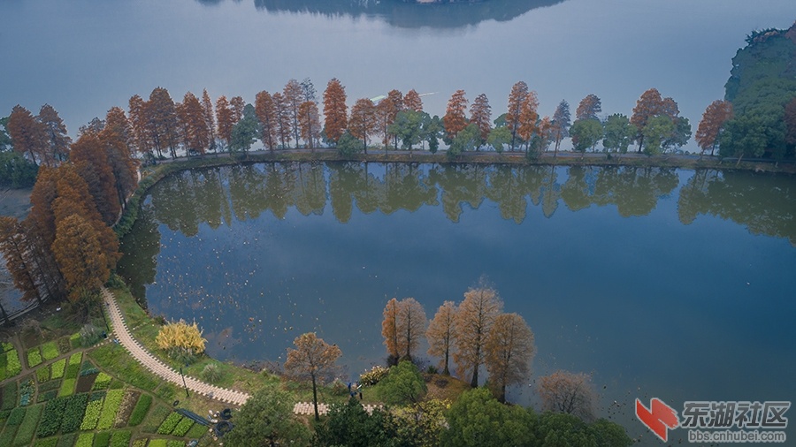 4.大美东湖，水杉树换了新妆！曾院平摄影.jpg