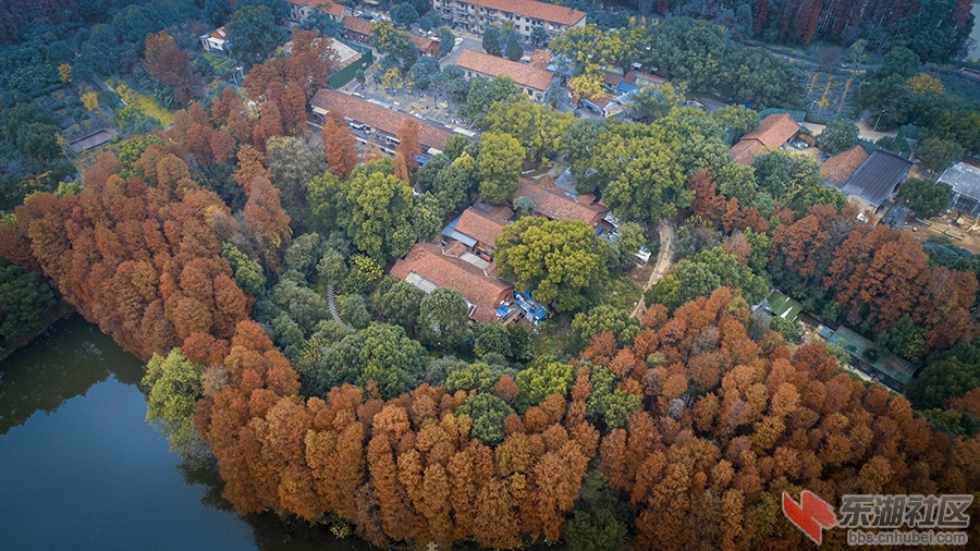 3.大美东湖，水杉树换了新妆！曾院平摄影.jpg