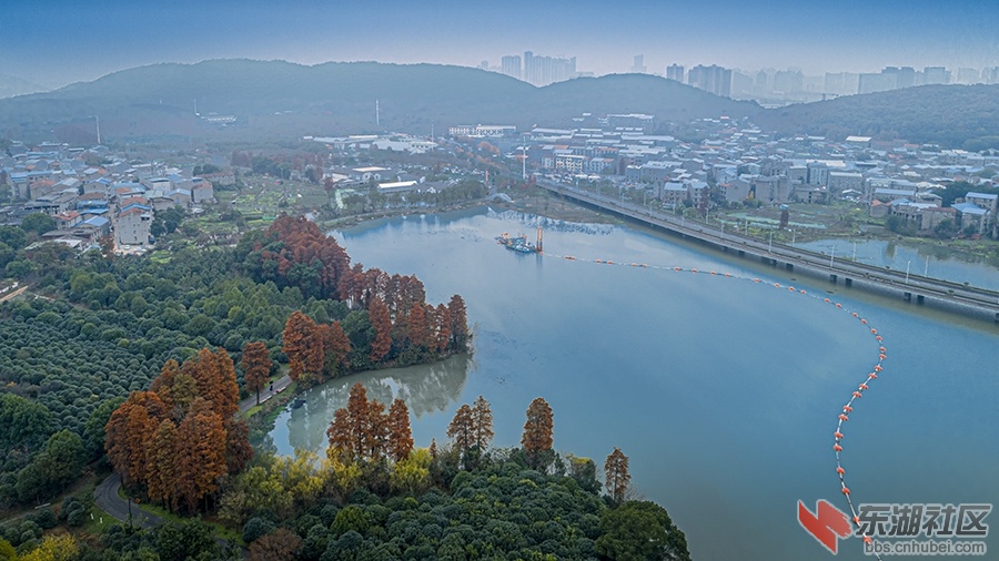 1.大美东湖，水杉树换了新妆！曾院平摄影.jpg