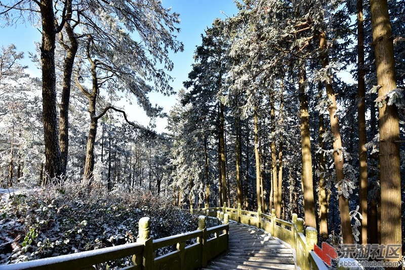 行走云盖寺道上：松杉摇动似弹琴,山寺巍峨筑碧岑。霁雪清音尘外响,空阶只待有缘临。柯.jpg