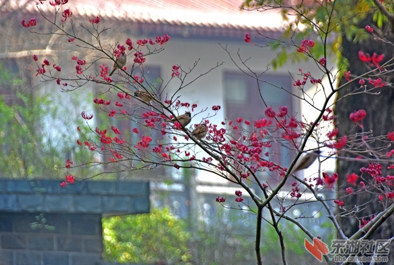 160.青山公园看鸟：鸡爪槭霜叶卷红，飞来麻雀向寒风。嘁嘁喳喳园中闹，只把游人当客逢.jpg
