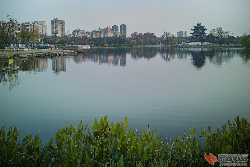 6.武汉紫阳湖公园种质的水草曾院平摄影.jpg