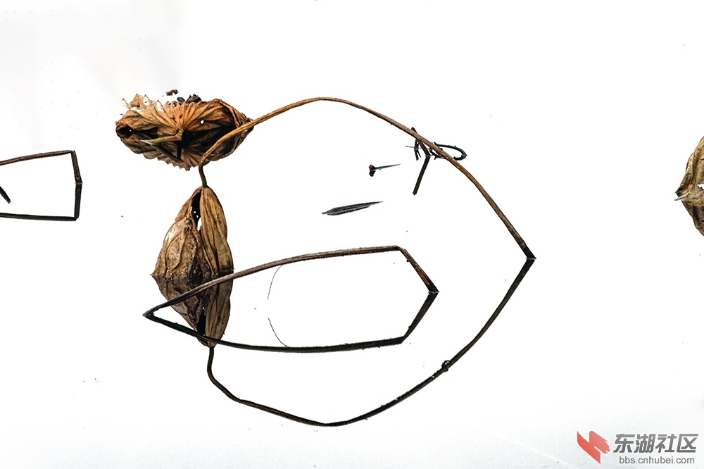 2..东湖荷塘小景的启示 曾院平摄.jpg