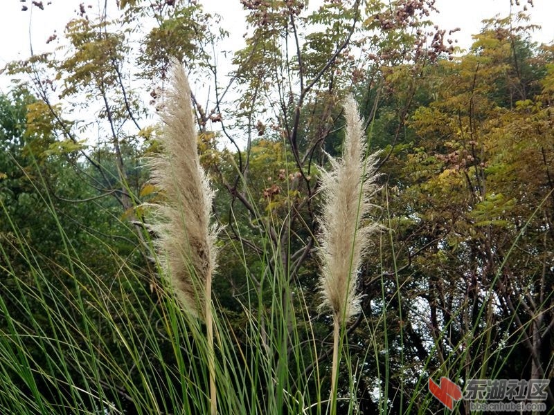2020年12月26日汉阳南岸嘴 018_副本.jpg