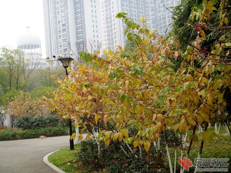 2020年12月26日汉阳南岸嘴 036.JPG
