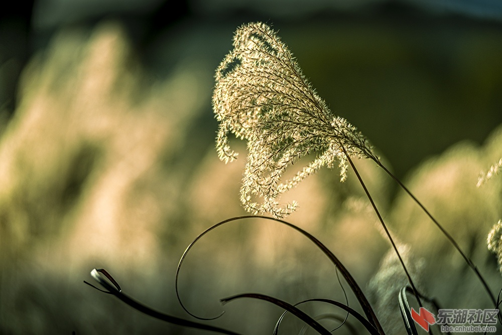 9.妩媚多姿的芦苇花曾院平摄影.jpg
