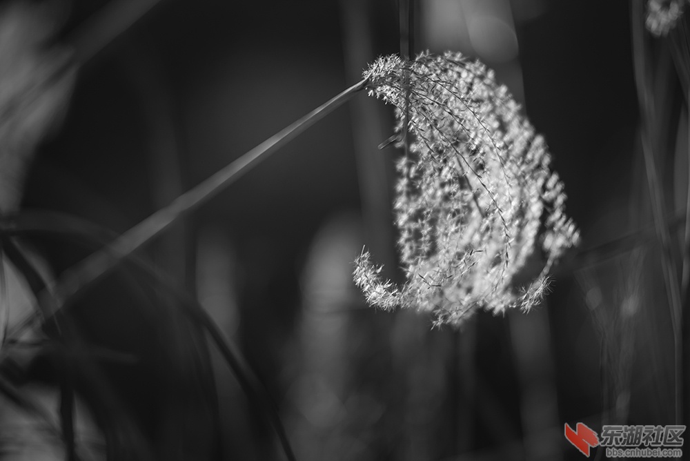 7.妩媚多姿的芦苇花曾院平摄影.jpg
