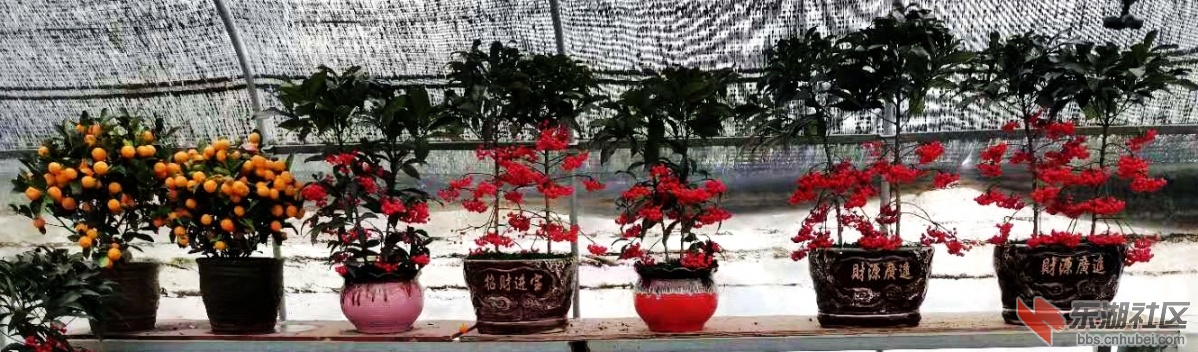  退伍老兵游志涛回乡创业在困难中不忘扶贫，好样的！