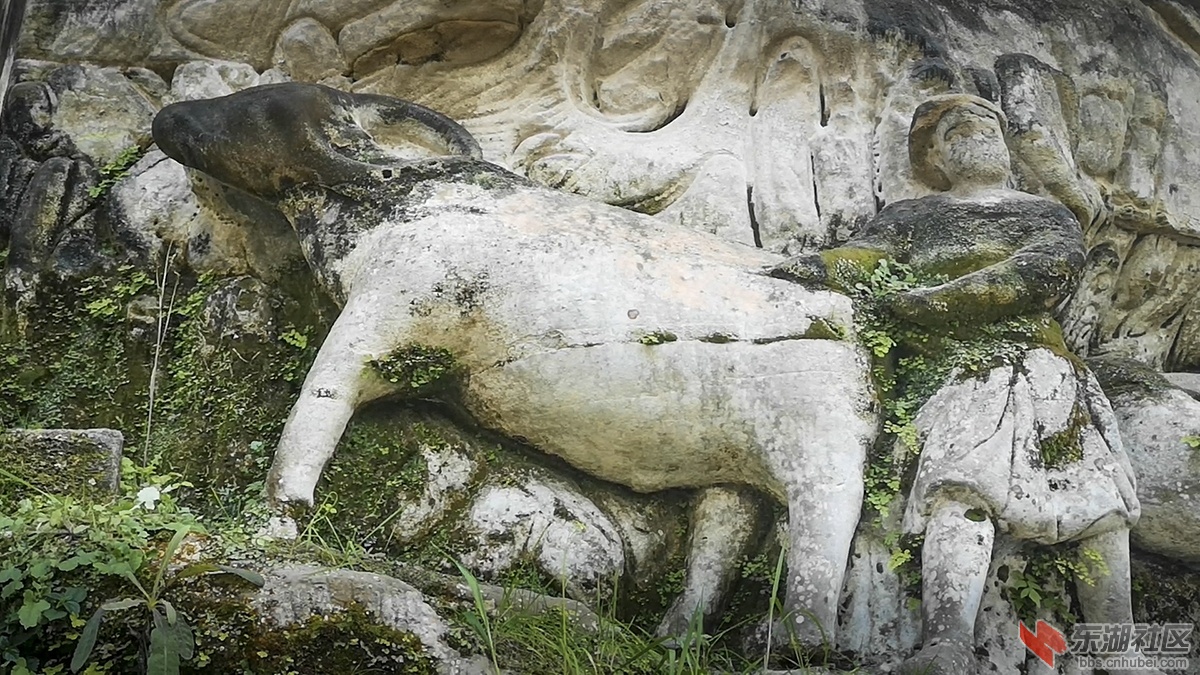 4.牛年拜牛 曾院平摄影.jpg