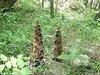 p245995708.webp.jpg