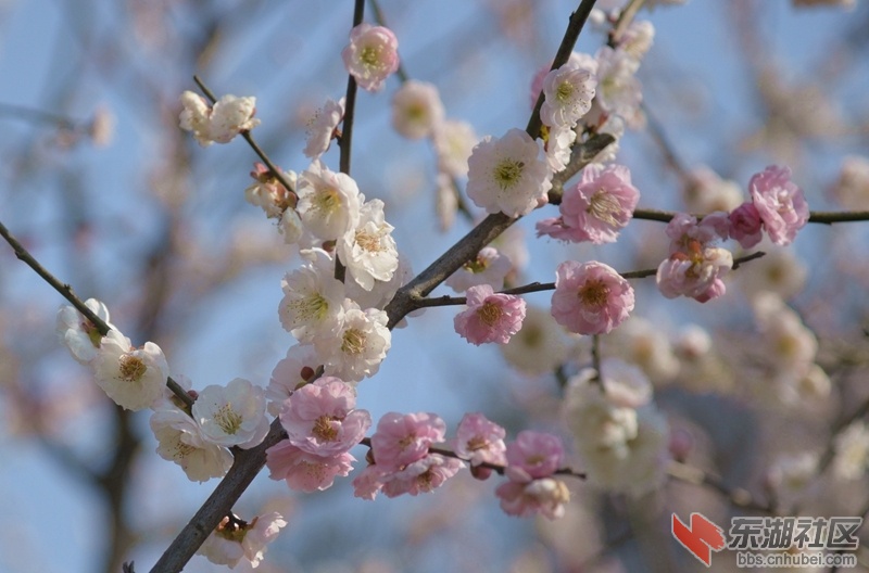 DSC_1887_副本.jpg
