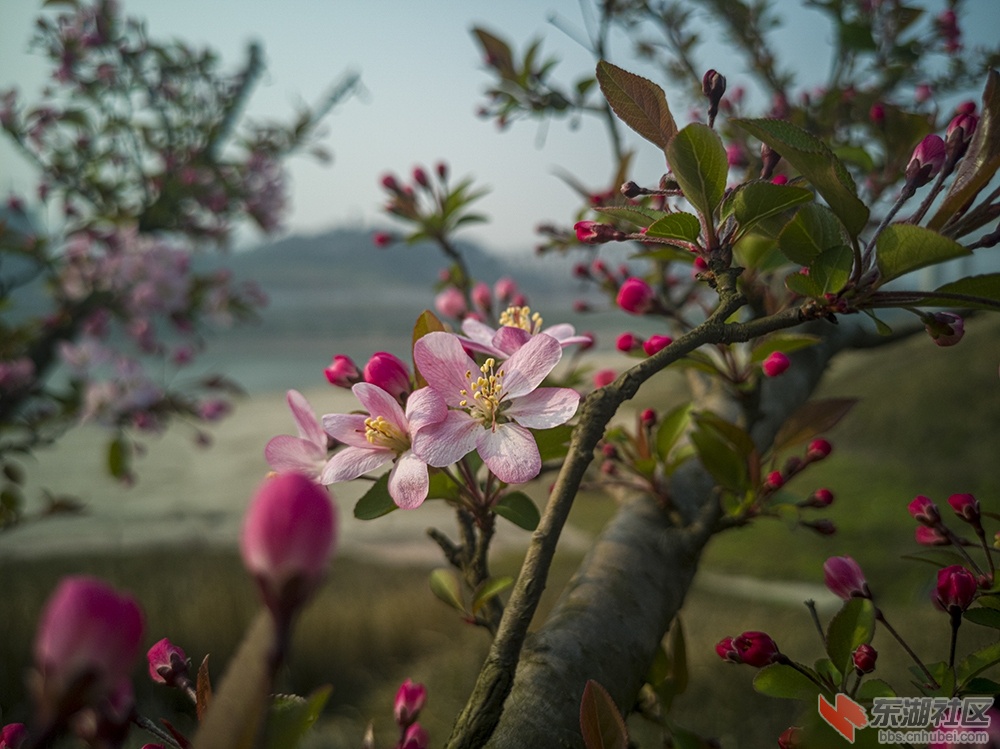10.重庆海棠花曾院平摄影.jpg