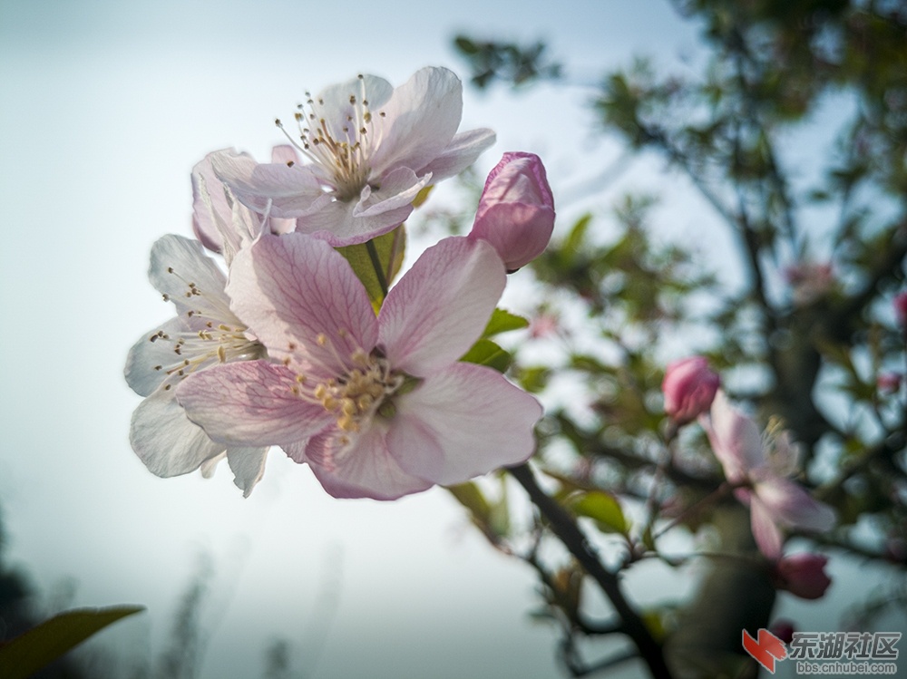 9.重庆海棠花曾院平摄影.jpg