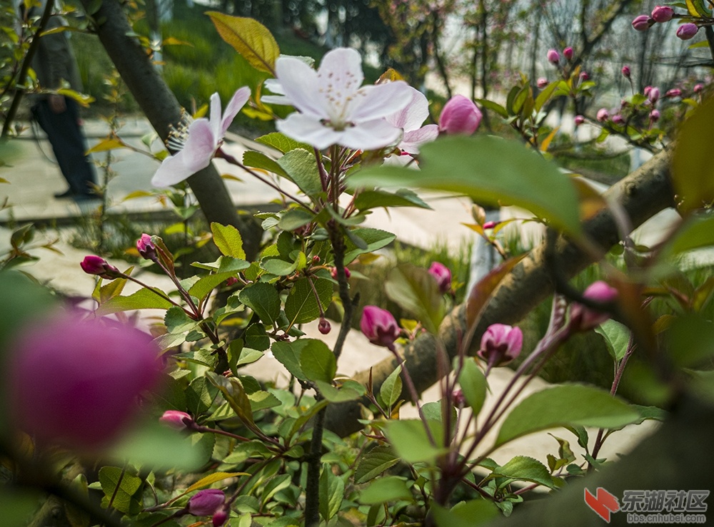 7.重庆海棠花曾院平摄影.jpg