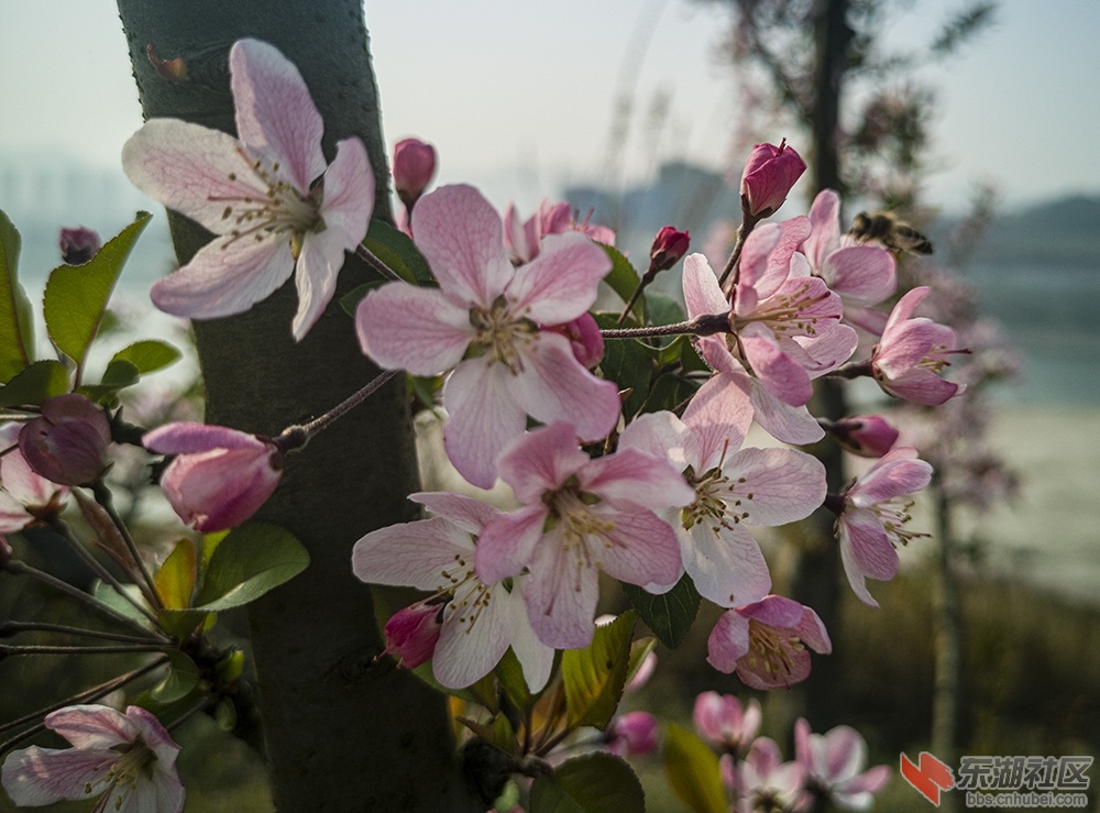6.重庆海棠花曾院平摄影.jpg