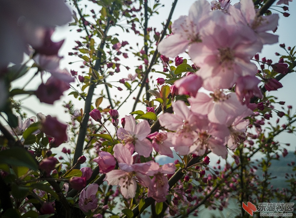 5.重庆海棠花曾院平摄影.jpg