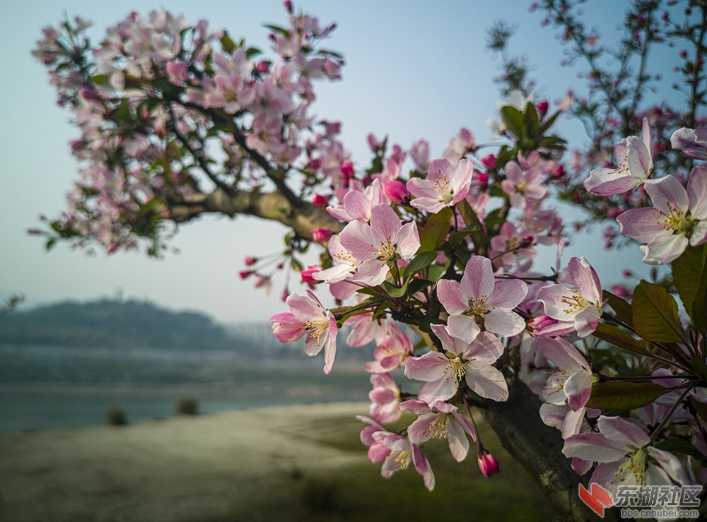 1.重庆海棠花曾院平摄影.jpg