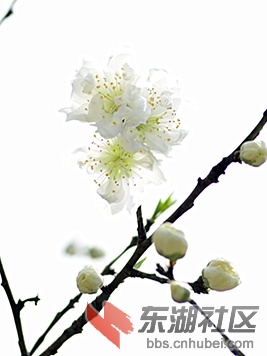 _DSC6209_副本_副本0.jpg