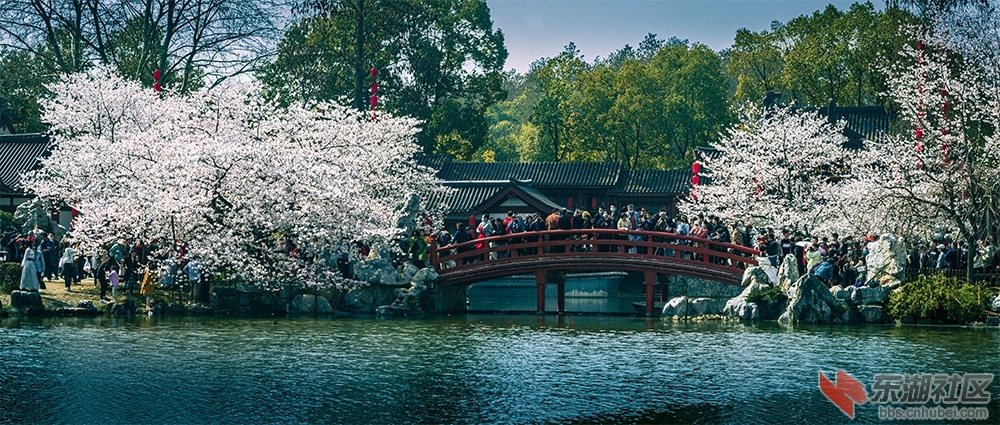 武汉东湖樱园赏花图  曾院平摄影.jpg