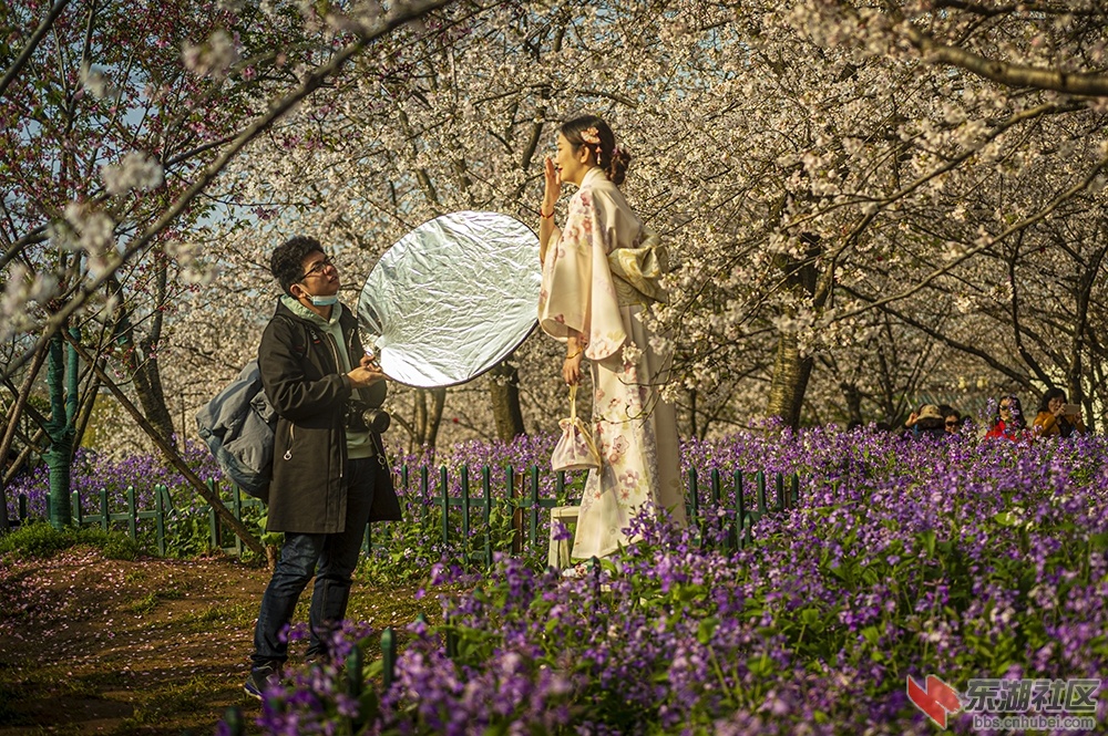 樱花树下 曾院平摄影.jpg