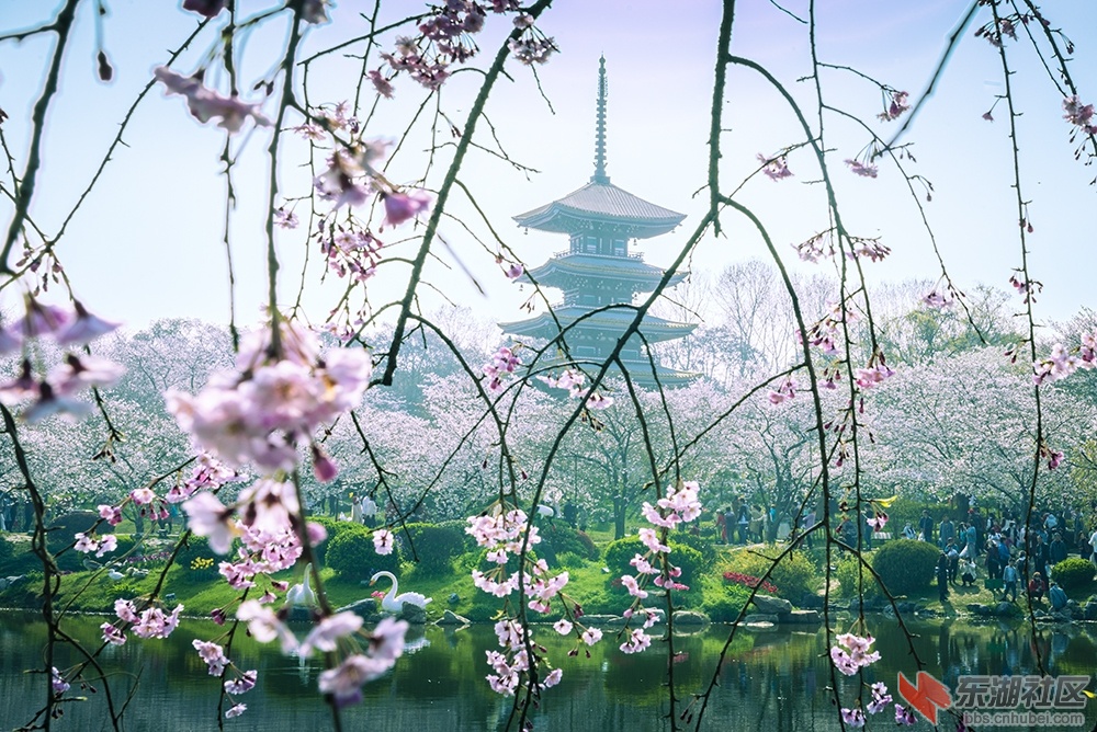 19.武汉樱花 曾院平摄影.jpg