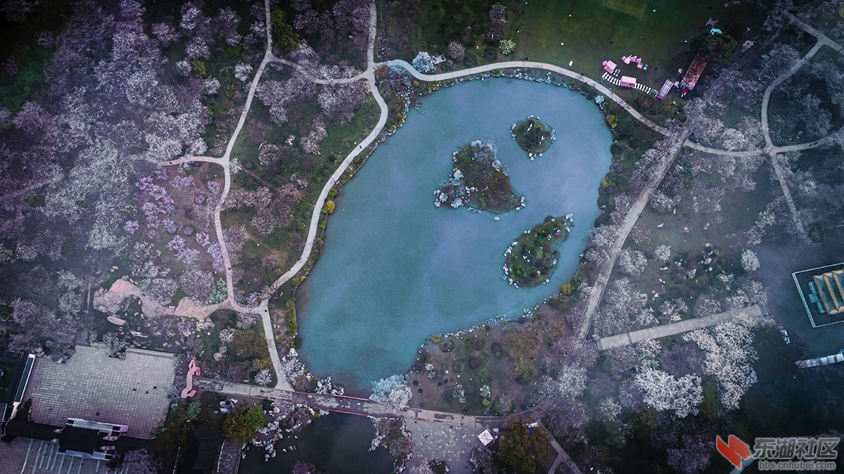 10.武汉樱花 曾院平摄影).jpg