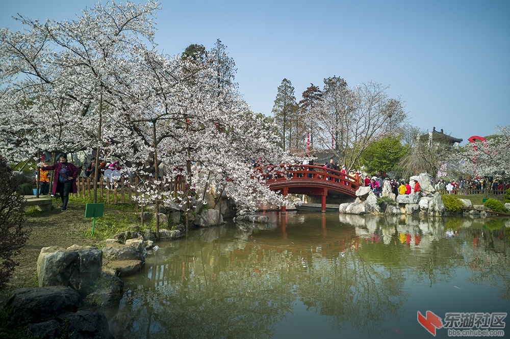8.武汉樱花 曾院平摄影.jpg
