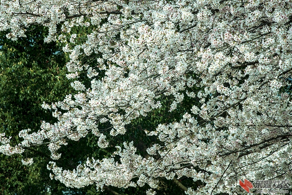 2.武汉樱花 曾院平摄影.jpg
