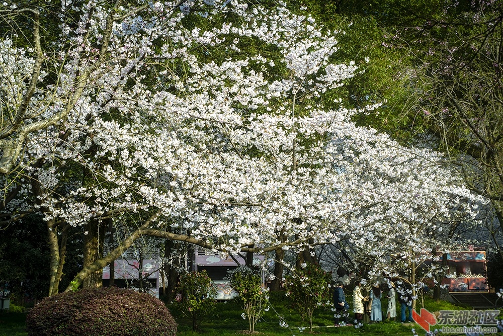 1.武汉樱花 曾院平摄影.jpg