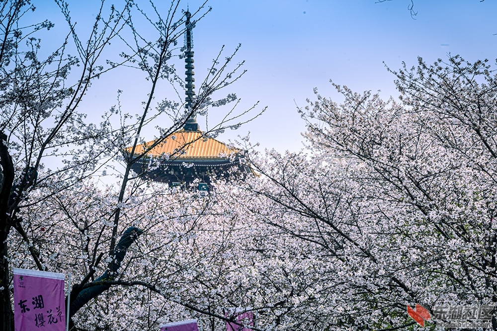 4.武汉樱花 曾院平摄影.jpg