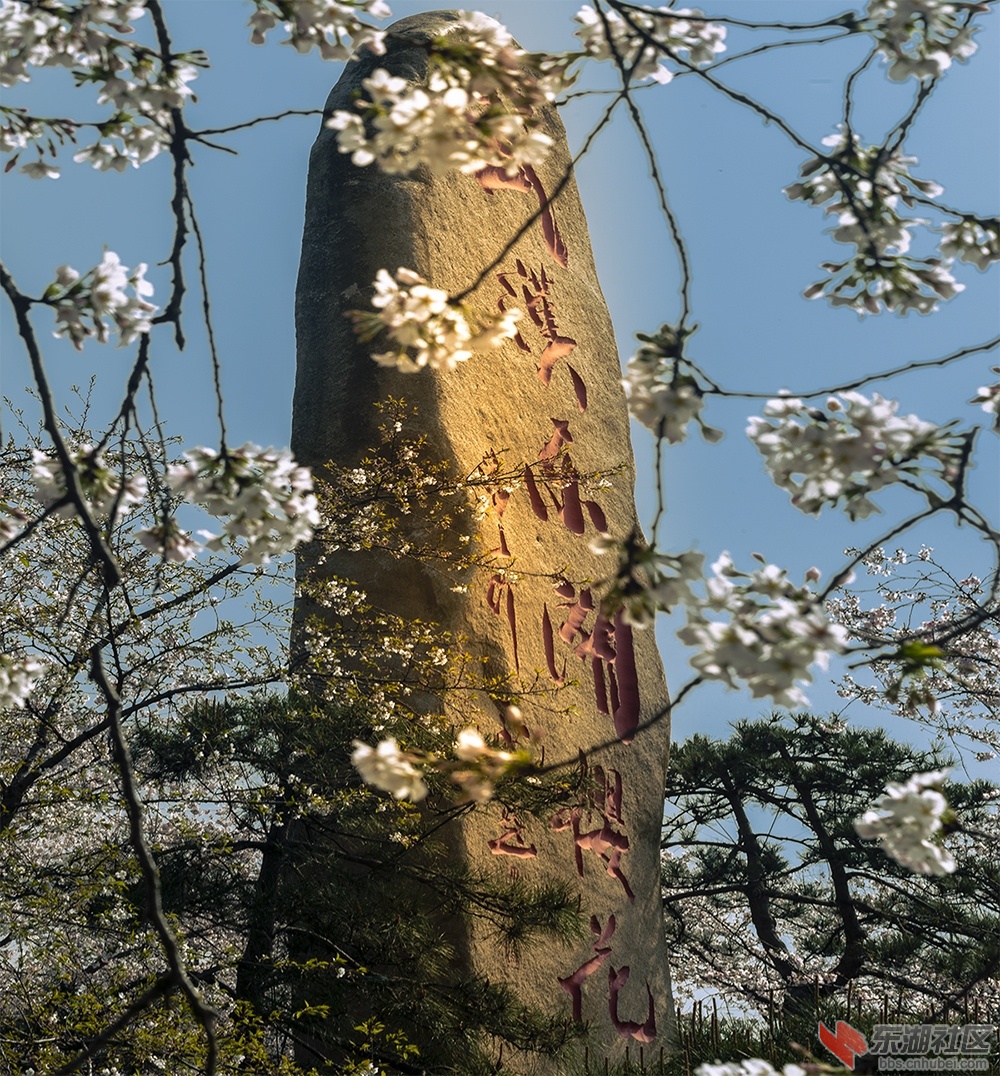 3.武汉樱花 曾院平摄影.jpg