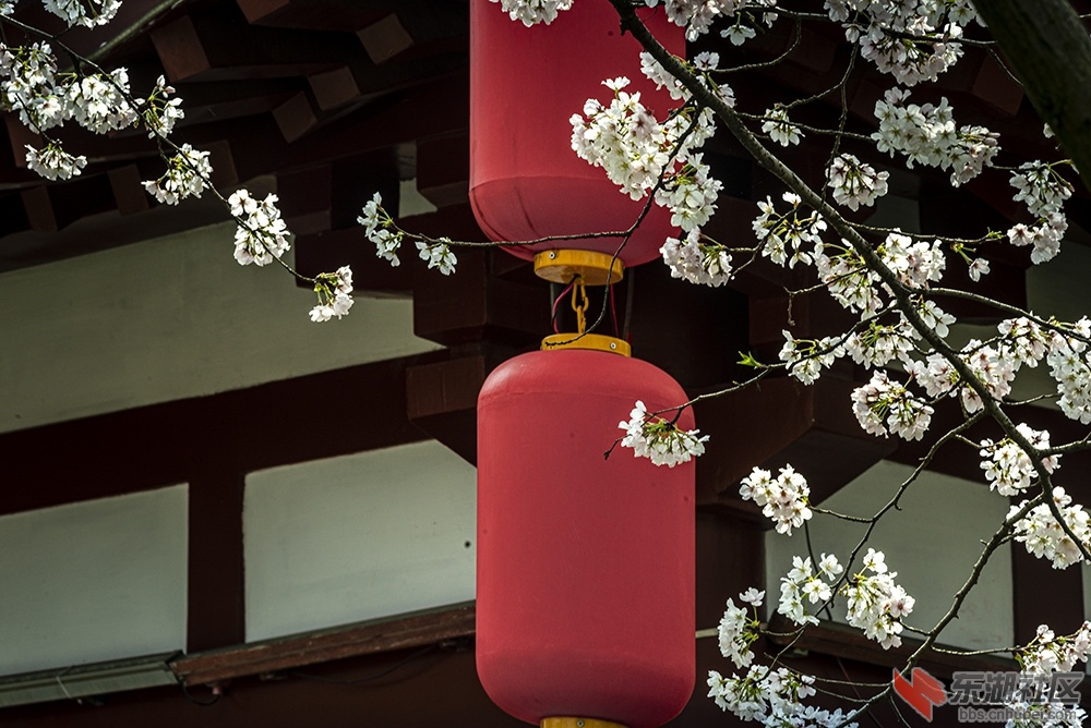 5.武汉樱花 曾院平摄影.jpg