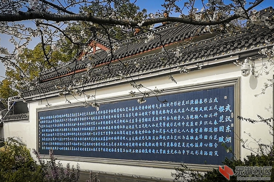 6.樱花赋曾院平摄影.jpg