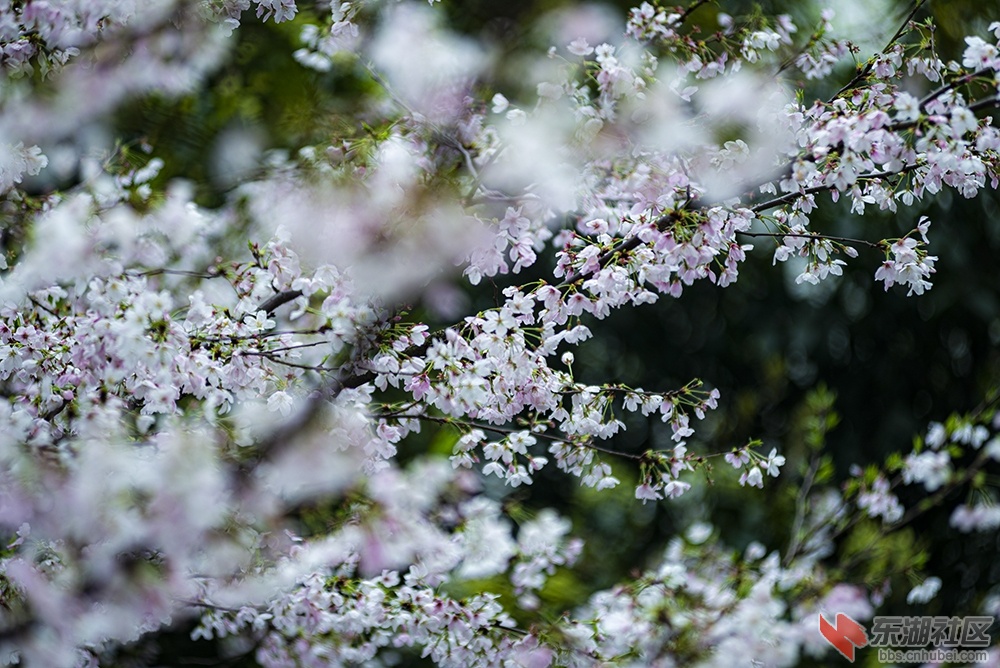 4.樱花曾院平摄影.jpg