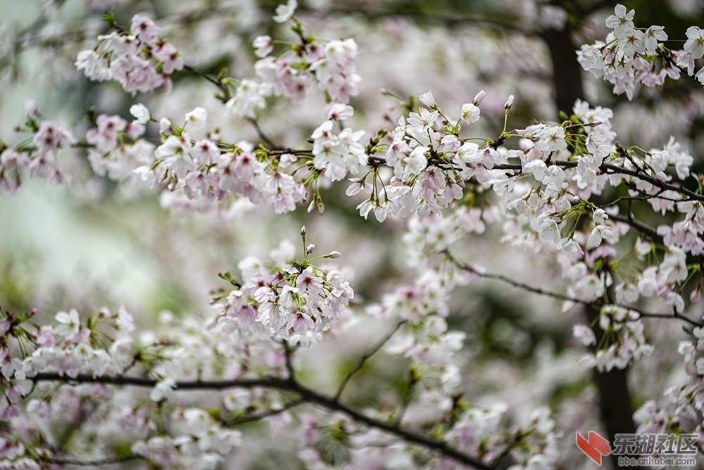 5.樱花曾院平摄影.jpg