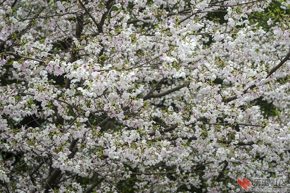 7.樱花曾院平摄影.jpg