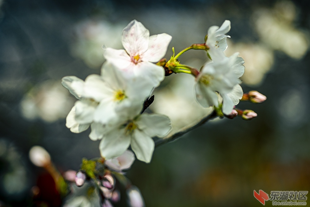 13.樱花曾院平摄影.jpg