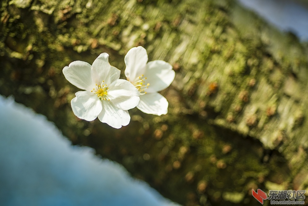 14.樱花曾院平摄影.jpg