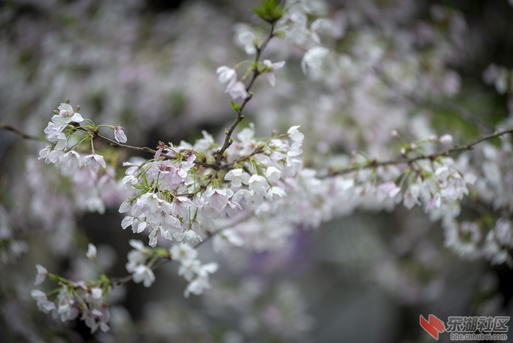 1.樱花曾院平摄影.jpg