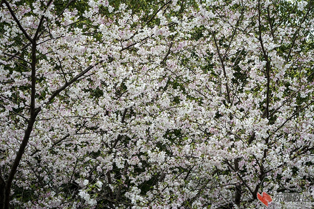 6.樱花曾院平摄影.jpg