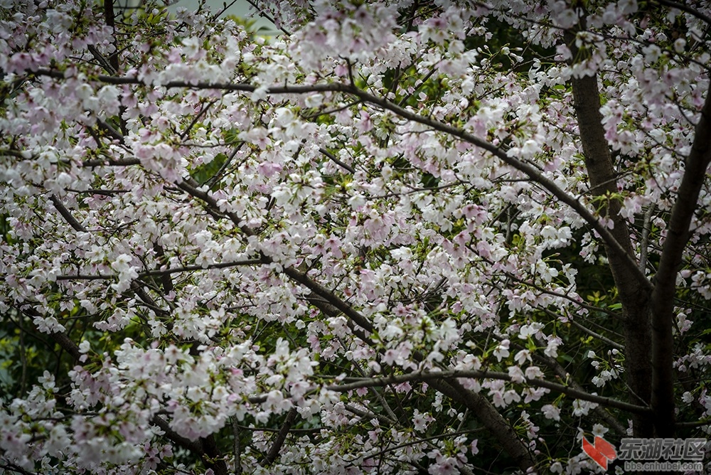 8.樱花曾院平摄影.jpg