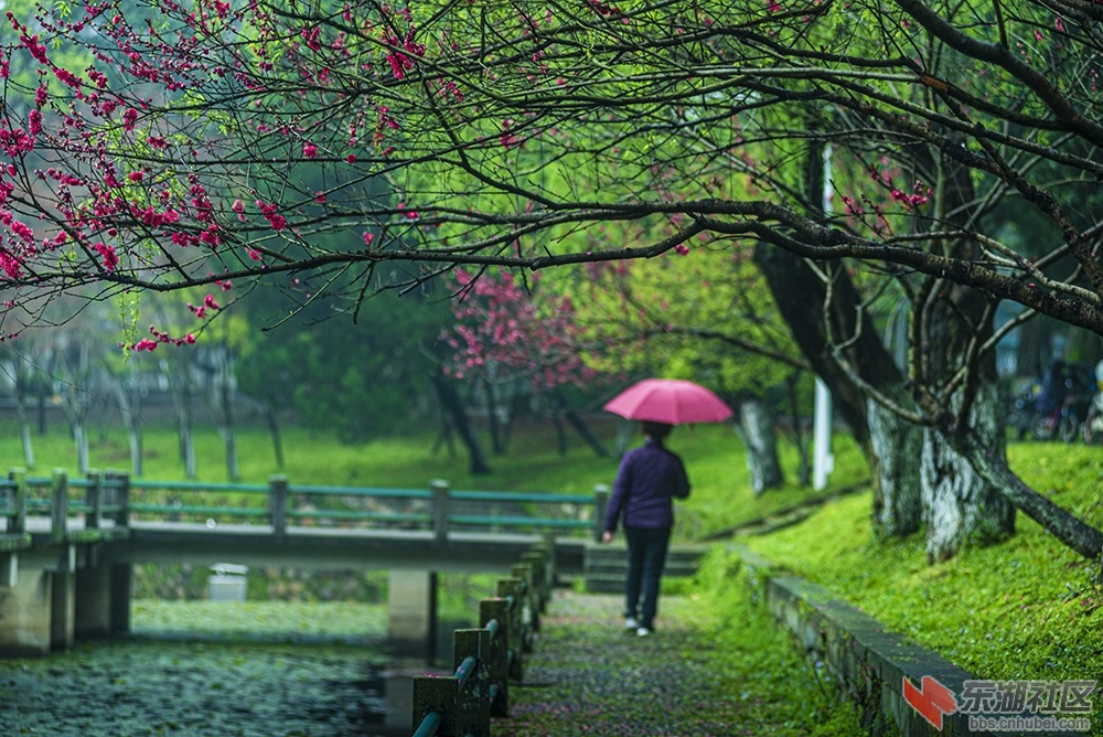 8.雨中青年园 曾院平摄影.jpg